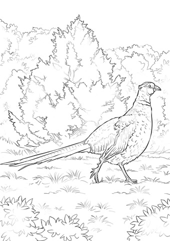 Ring Necked Pheasant Coloring Page